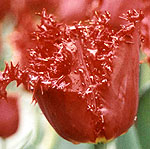 Red Parrot Tulip