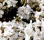 white geranium