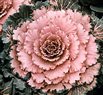 pink winter cabbage