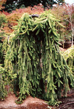 Weeping Spruce